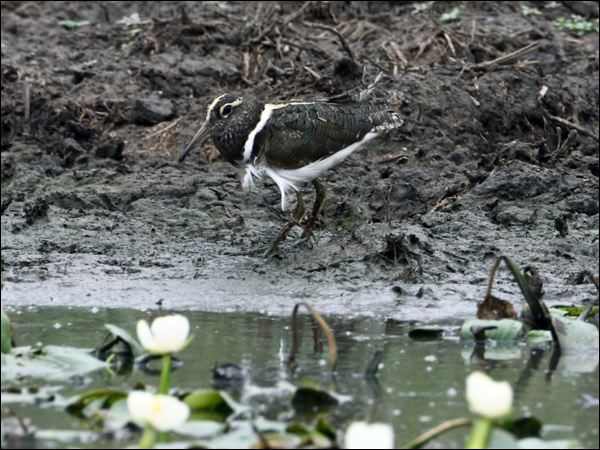 Australian Painted-snipe painted_snipe_83442.psd