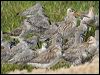 asian_dowitcher_113892