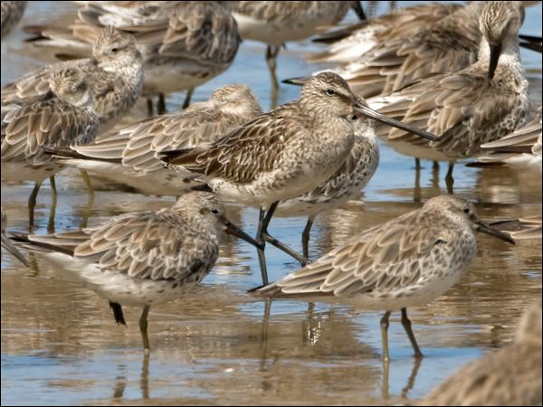Asian Dowitcher asian_dowitcher_113851.psd