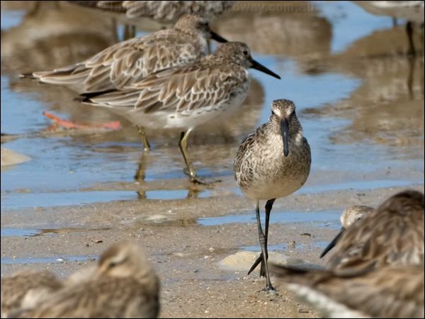 Asian Dowitcher asian_dowitcher_113855.psd
