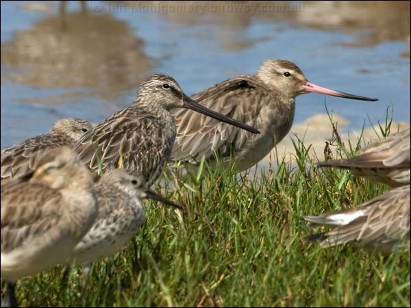 Asian Dowitcher asian_dowitcher_113863.psd