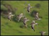 bar_tailed_godwit_154116