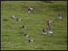 bar_tailed_godwit_154118