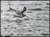 bar_tailed_godwit_19345
