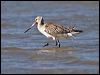 bar_tailed_godwit_28006
