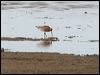 bar_tailed_godwit_64623