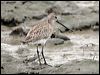 bar_tailed_godwit_64697