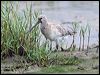 bar_tailed_godwit_64710