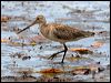 bar_tailed_godwit_84763