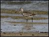 bar_tailed_godwit_85499