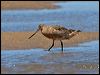 Click here to enter gallery and see photos of Bar-tailed Godwit