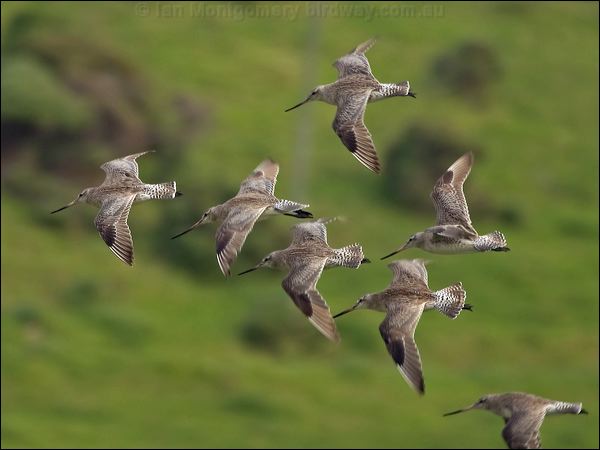 Bar-tailed Godwit bar_tailed_godwit_154116.psd