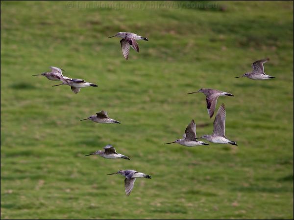 Bar-tailed Godwit bar_tailed_godwit_154118.psd