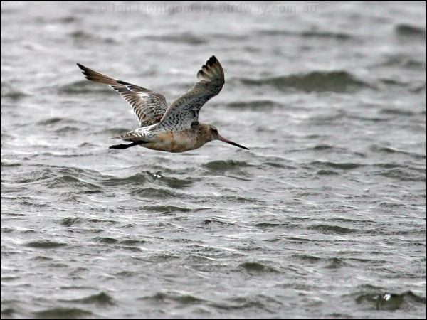 Bar-tailed Godwit bar_tailed_godwit_19345.jpg