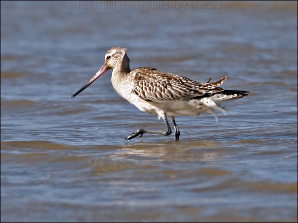 Bar-tailed Godwit bar_tailed_godwit_28006.psd