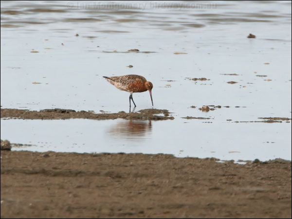 Bar-tailed Godwit bar_tailed_godwit_64623.jpg