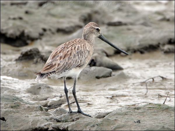 Bar-tailed Godwit bar_tailed_godwit_64697.jpg