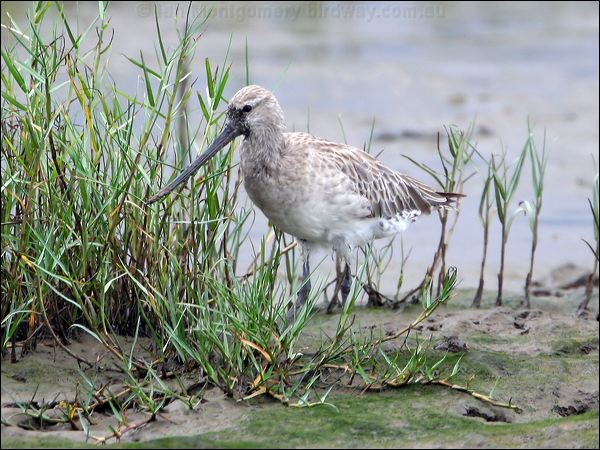 Bar-tailed Godwit bar_tailed_godwit_64710.jpg