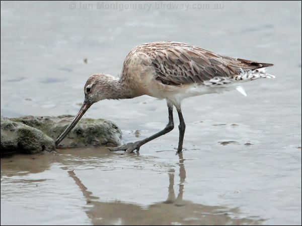 Bar-tailed Godwit bar_tailed_godwit_64915.jpg