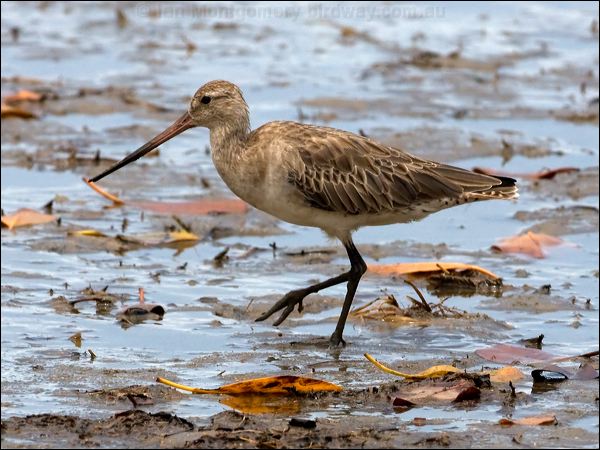 Bar-tailed Godwit bar_tailed_godwit_84763.psd
