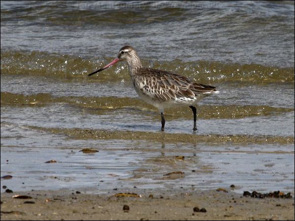 Bar-tailed Godwit bar_tailed_godwit_85499.psd