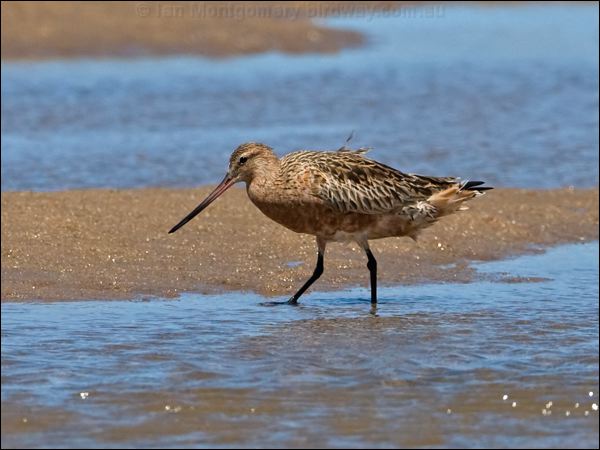 Bar-tailed Godwit bar_tailed_godwit_98861.psd