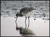 black_tailed_godwit_05311