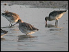 black_tailed_godwit_05329