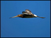 black_tailed_godwit_143234
