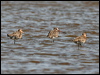 black_tailed_godwit_53826