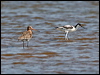black_tailed_godwit_53838