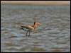 black_tailed_godwit_53857