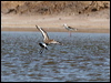 black_tailed_godwit_53862