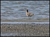 black_tailed_godwit_58901