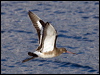 black_tailed_godwit_84121