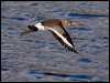 black_tailed_godwit_84125