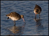 black_tailed_godwit_84144