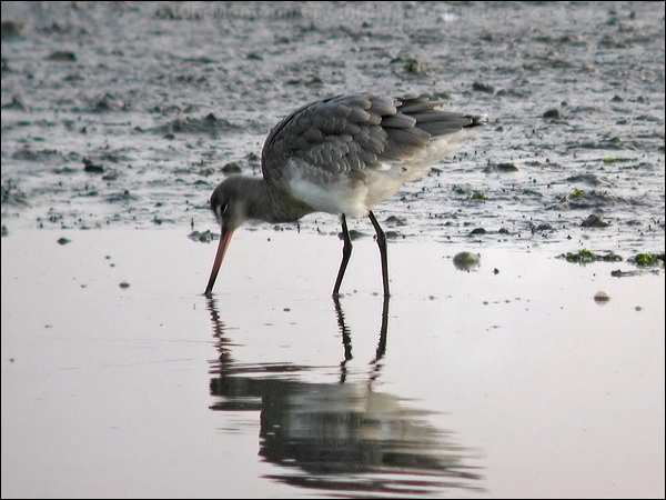 Black-tailed Godwit black_tailed_godwit_05311.jpg