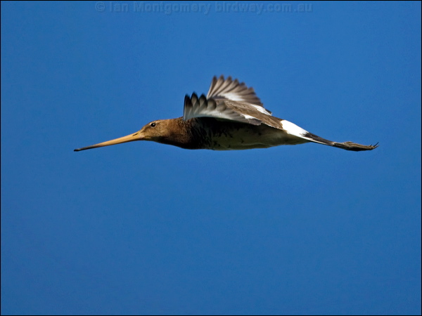 Black-tailed Godwit black_tailed_godwit_143234.psd