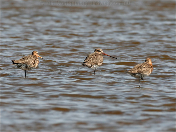 Black-tailed Godwit black_tailed_godwit_53826.jpg