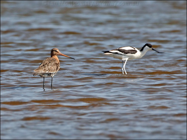 Black-tailed Godwit black_tailed_godwit_53838.jpg