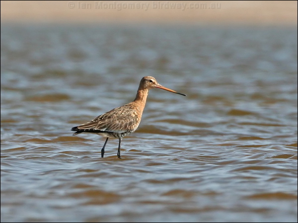 Black-tailed Godwit black_tailed_godwit_53853.jpg