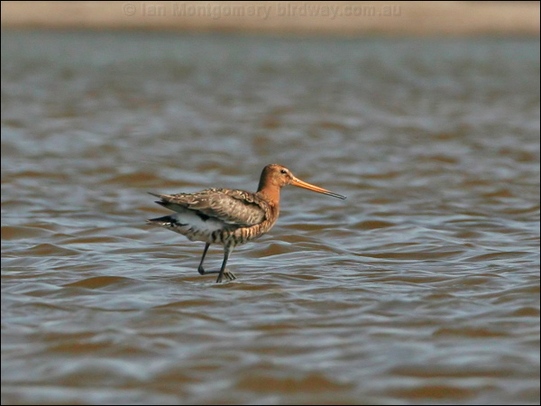 Black-tailed Godwit black_tailed_godwit_53857.jpg