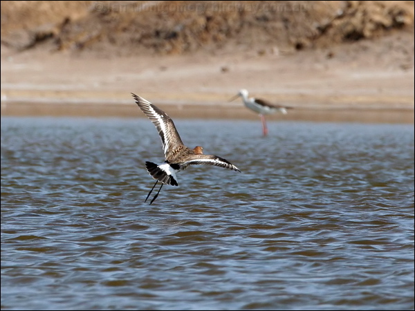 Black-tailed Godwit black_tailed_godwit_53862.jpg