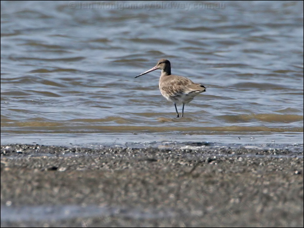Black-tailed Godwit black_tailed_godwit_58901.jpg