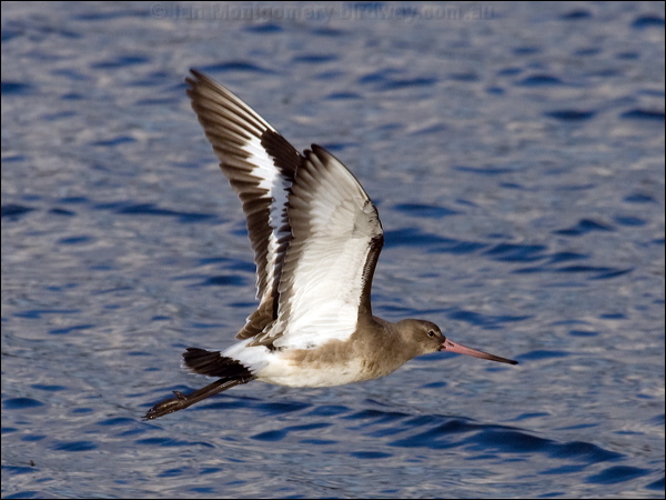 Black-tailed Godwit black_tailed_godwit_84121.psd