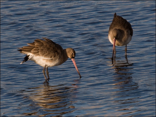 Black-tailed Godwit black_tailed_godwit_84144.psd