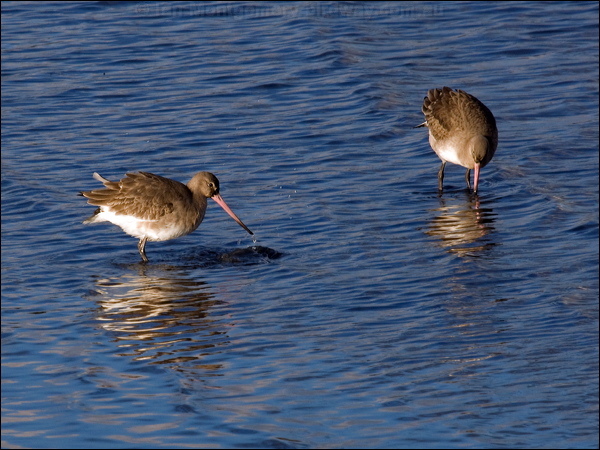Black-tailed Godwit black_tailed_godwit_84158.psd