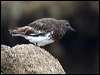 black_turnstone_107661