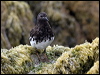 black_turnstone_107667